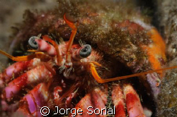 Hermit crab staring at the camera... by Jorge Sorial 